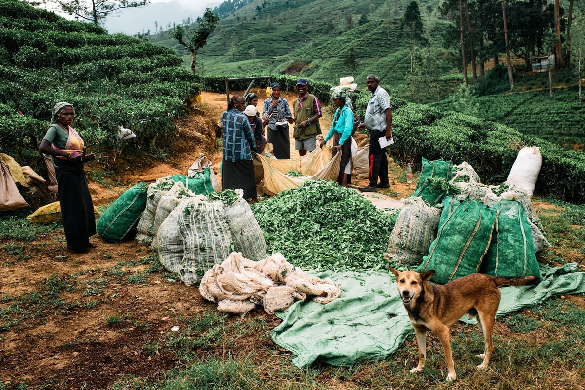 The Cost of Tea — Sri Lanka — 4